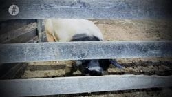 5 Urban Legends That Are Actually True Instructional Video