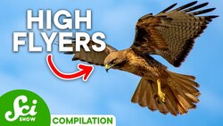 Earth's Most Amazing Flying Animals | Compilation Instructional Video