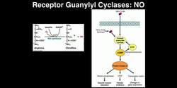 Biosignaling - Receptor Guanylyl Cyclases & Nitric Oxide Instructional Video
