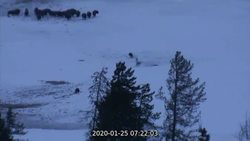 Yellowstone National Park - Wolves at Old Faithful Instructional Video