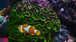 Clown fish Stock Footage