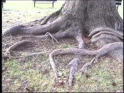 Plant Structure and Function: Roots Instructional Video