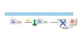 Biochemist María del Mar Maldonado (Get to Know a Scientist!) Instructional Video