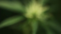blooming medical cannabis plant Stock Footage