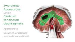 Kaudale Ansicht des Zwerchfells Instructional Video