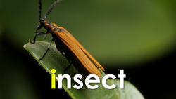 Bingo's Lingo Beginning Phonics Songs (Things) Instructional Video