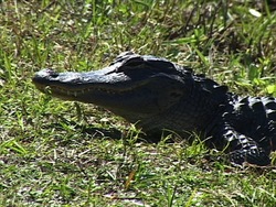 ¿Qué es un reptil?: recapitulando Instructional Video