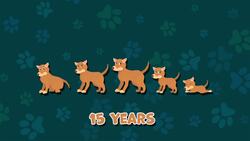 I WONDER - How Old Can Dogs Live? Instructional Video
