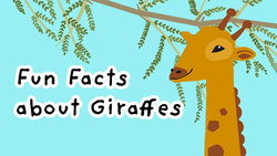 Tallest animal of all - Giraffe Instructional Video