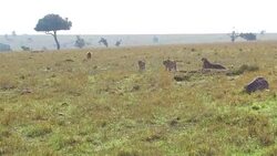 cheetahs and hyena in savanna at africa Stock Footage
