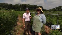 Garden Guide: Every tomato grower needs this ONE thing. News Clip