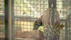 Footage Shows Jaguar Dragging Away Giant Feeding Bowl Like a Carcass Instructional Video