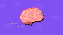 I WONDER - What Is The Cerebellum? Instructional Video