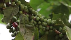 CLEAN : Nicaragua: Cultivators of favourite hot beverage in crisis News Clip