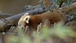 The Red Panda Needs Your Help in Saving Their Species Instructional Video