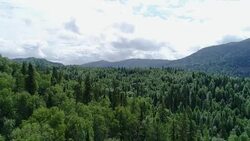 A view from above of wildlife. Stock Footage