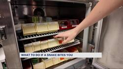 Bronx Zoo and Jacobi Medical Center partner for tri-state snake bite treatment center News Clip