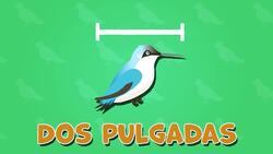 High Five Facts - Birds Choca Esos Cinco - Aves Instructional Video