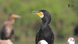 Sri Lanka - Explore the Wonders of Madu Ganga Wetland Ecosystem Instructional Video