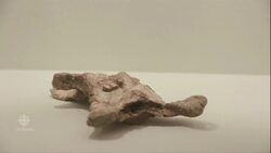 German paleontologists unveil largest flying dinosaur ever found News Clip