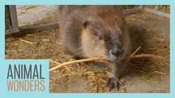 Huckleberry the Beaver Gets Clean Instructional Video