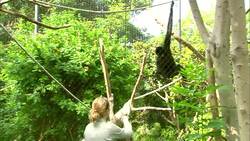 These Gibbons All Have Different Personalities Than Shine Through! Instructional Video