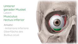 Musculus rectus inferior Instructional Video