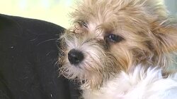 Puppies in Animal Shelter Stock Footage