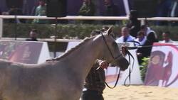 Exploring the Fascinating World of Horses: Breeds and Equine Family Instructional Video