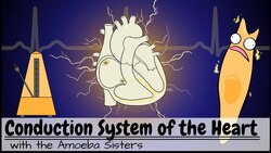 Conduction System of the Heart Instructional Video