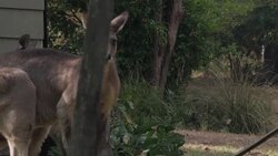 Kangaroos being looked after during bushfires News Clip