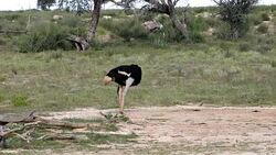 Ostrich in green Kalahari, Africa wildlife safari Stock Footage