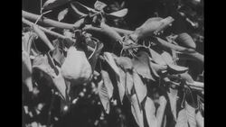 Scientists fighting plague of fire blight that has destroyed fruit tree orchards throughout much of US News Clip