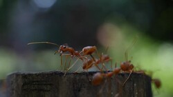 Red ant action walking in the nature Stock Footage