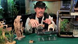 5 Supplies You Need for a Pet Tarantula Instructional Video