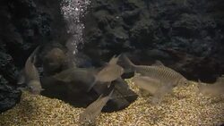 aquatic organisms Stock Footage