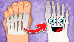 There Are 26 Bones In YOUR Foot! | The Human Foot Song | KLT Anatomy Instructional Video