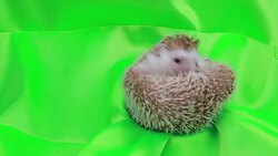 A cute hedgehog on green screen Stock Footage