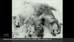 Federal government apologizes for past slaughter of Inuit sled dogs News Clip