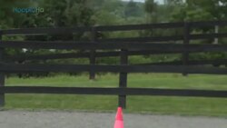 Girl's Brain Injury Healed Through Horseback Riding Instructional Video