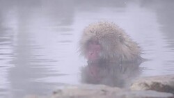 Japanese macaque or snow Japanese monkey with onsen at snow monkey park or Jigokudani Yaen-Koen in Nagano, Japan during the winter season Stock Footage