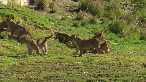 Meet the King of the Jungle! Izu the Lion!