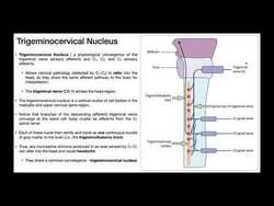 The Trigeminocervical Nucleus EXPLAINED! Instructional Video