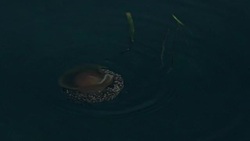 Fried egg jellyfish Stock Footage