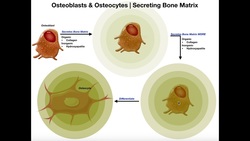 Functions of Osteoblasts & Osteocytes | Organization of the Osteon Instructional Video