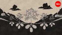 TED-Ed: What really caused the Irish Potato Famine | Stephanie Honchell Smith Instructional Video