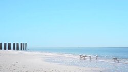 4K Small flock of American White Ibises feeding on the beach in Florida Stock Footage