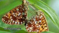 The Montreal Insectarium is researching butterflies and moths in the North News Clip