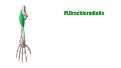 Radiale Muskeln des Unterarms Instructional Video