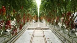 British tomato farm News Clip